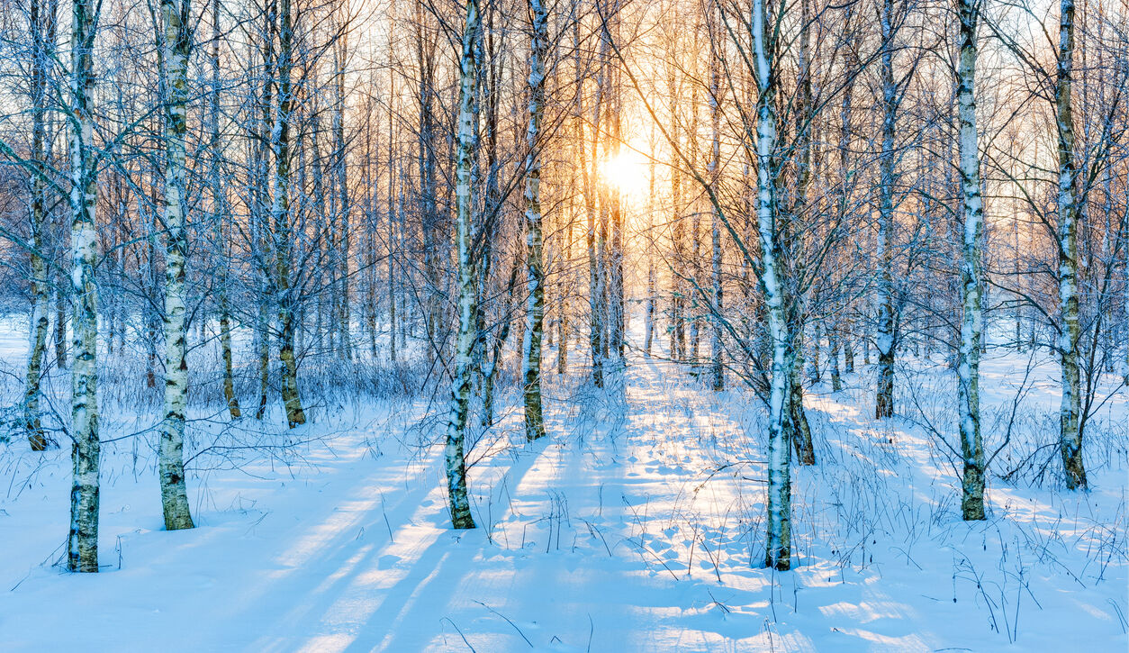 Sunlight filters through snow covered birch trees in a tranquil forest in sweden during winter