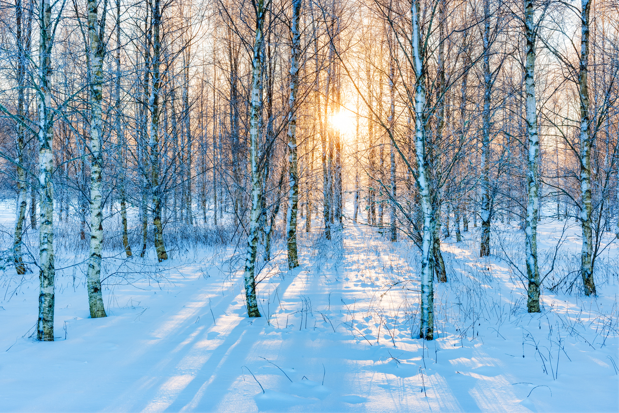 Sunlight filters through snow covered birch trees in a tranquil forest in sweden during winter