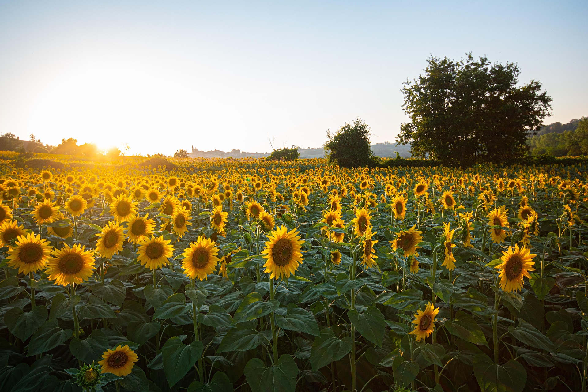 sunflowers-6007847_1920 (1) Sunflowers 6007847 1920 (1)