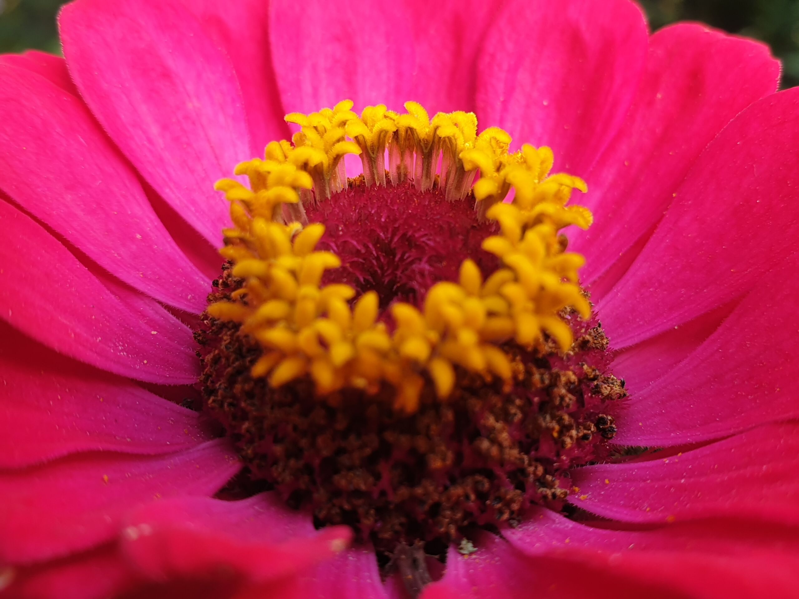 Pinke blume