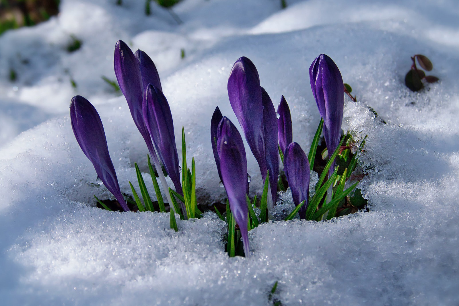 Violette Krokusse im Schnee