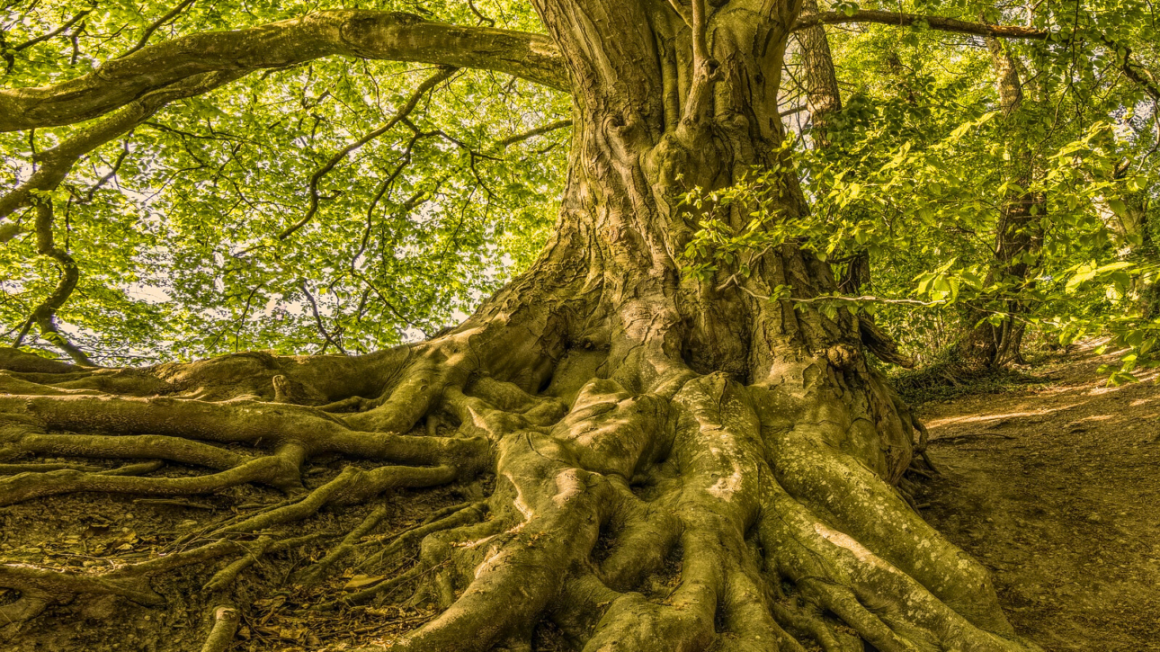 Baum Wurzeln Wurzelchakra