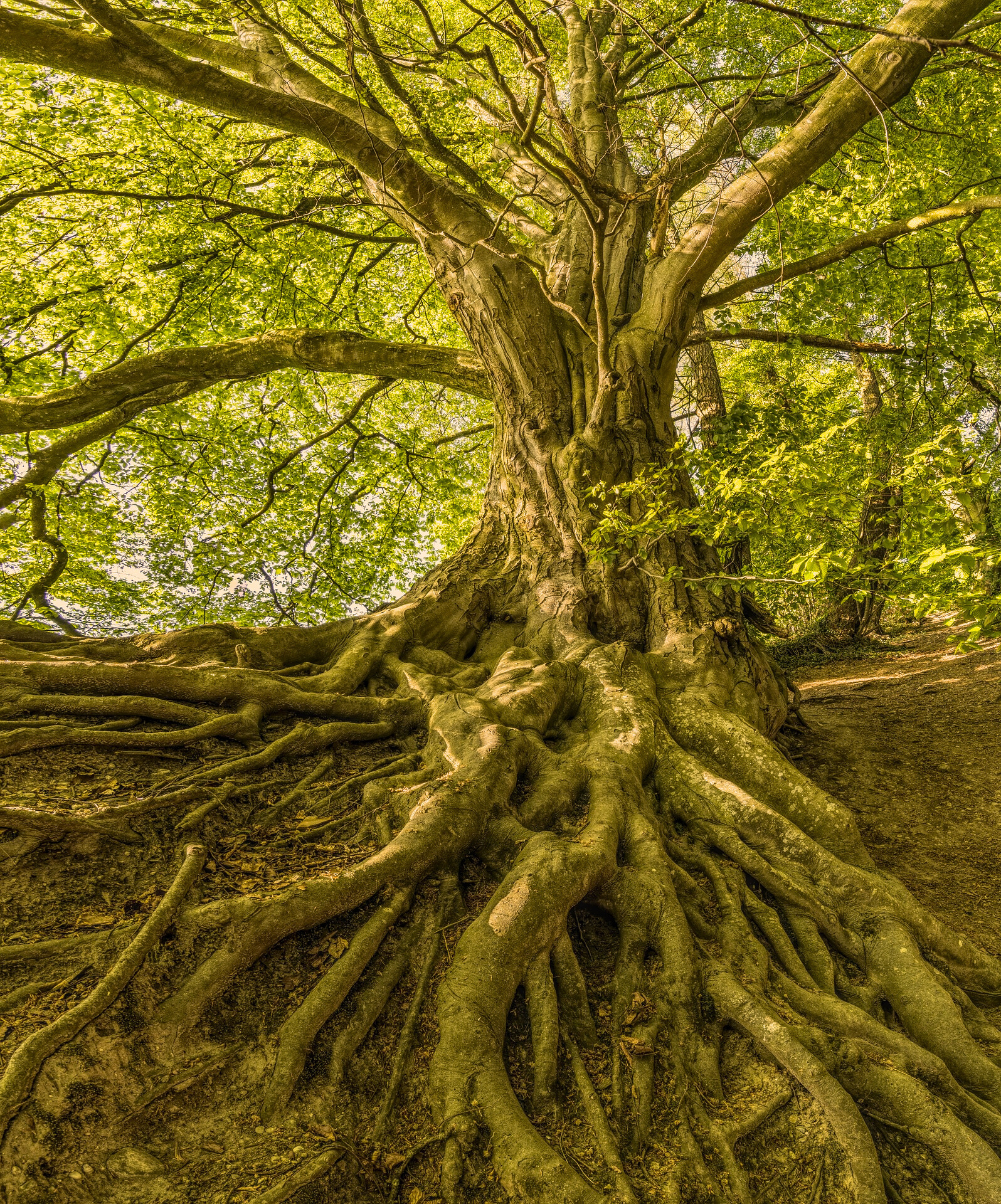 Baum Wurzeln Wurzelchakra