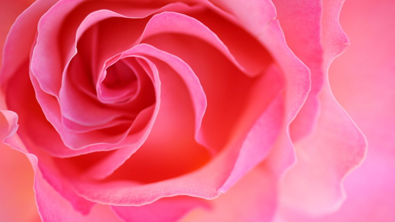 Rosenblüte - Herzchakra